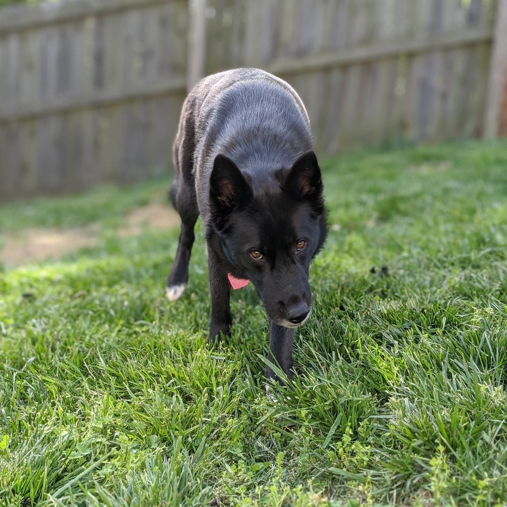 Meet your Posher, Laura